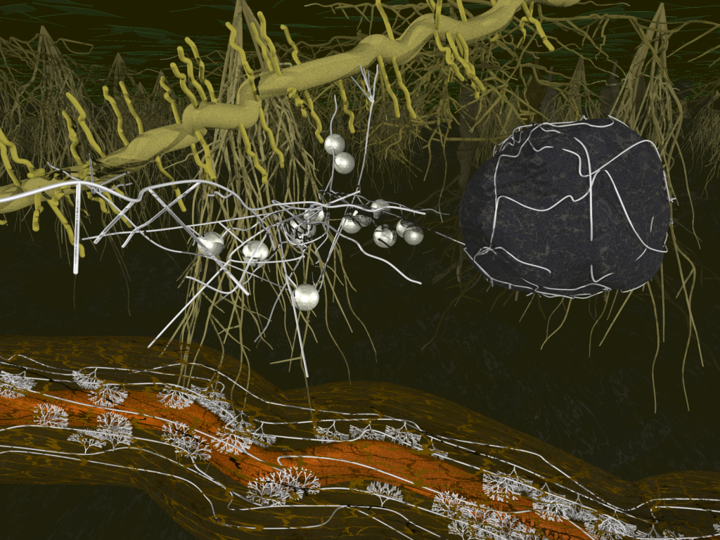 Arbuscular mycorrhiza - Scivit - english version