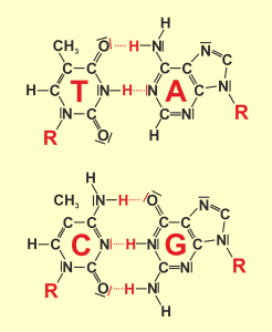 Base pairing