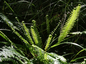 Blechnum spicant