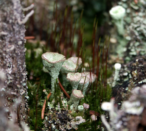 Cladonia fimbriata