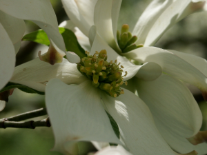 Cornus florida