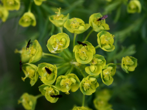 Euphorbia cyparissias