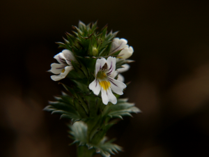 Euphrasia officinalis