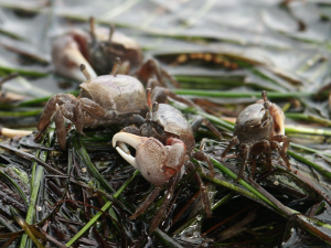 Fiddler crabs (Florida)