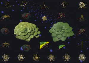 Golden angle in plant anatomy