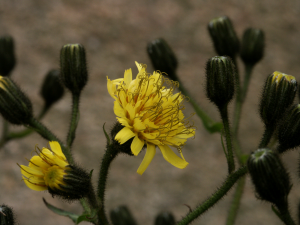 Hieracium sp.