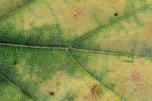 Disintegrating leaf