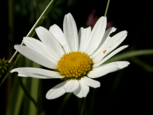 Leucanthemum vulgare