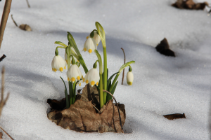 Leucojum vernum