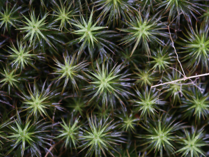 Polytrichum