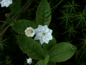 Trientalis europaea