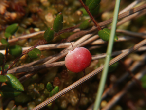 Vaccinium oxycoccus