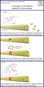 A new player in the dynamic instability of microtubules - Scivit News