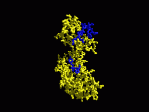 Molecular structure of Peptidyl-prolyl-isomerases