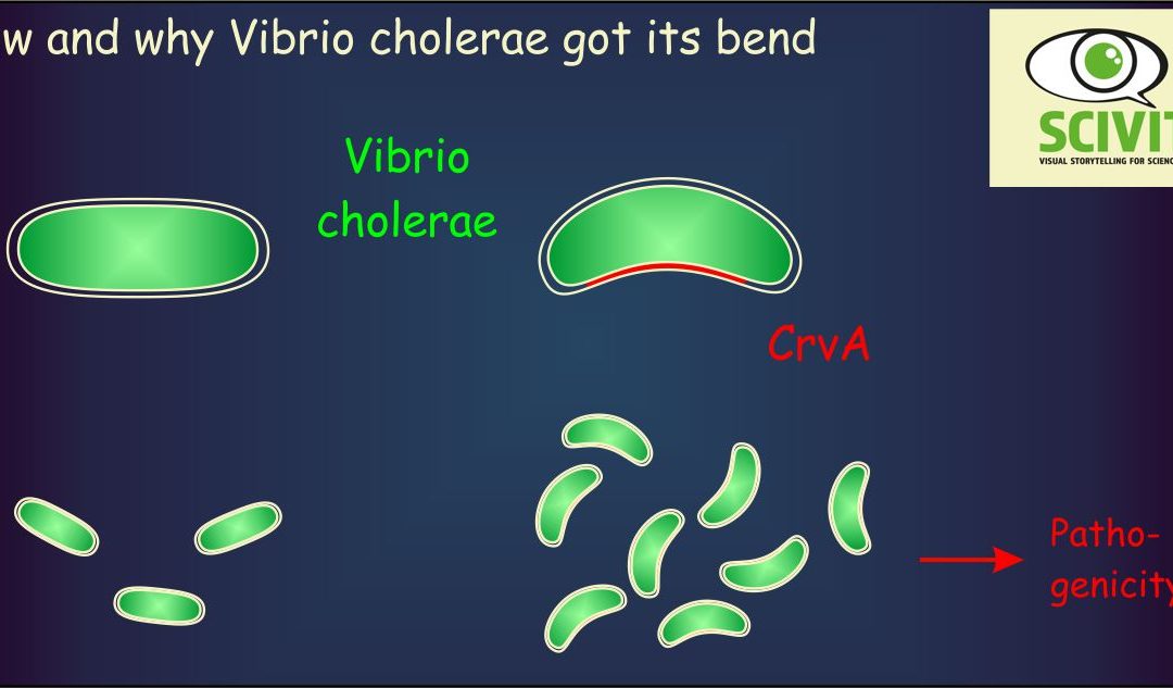 How and why vibrio cholerae got its bend