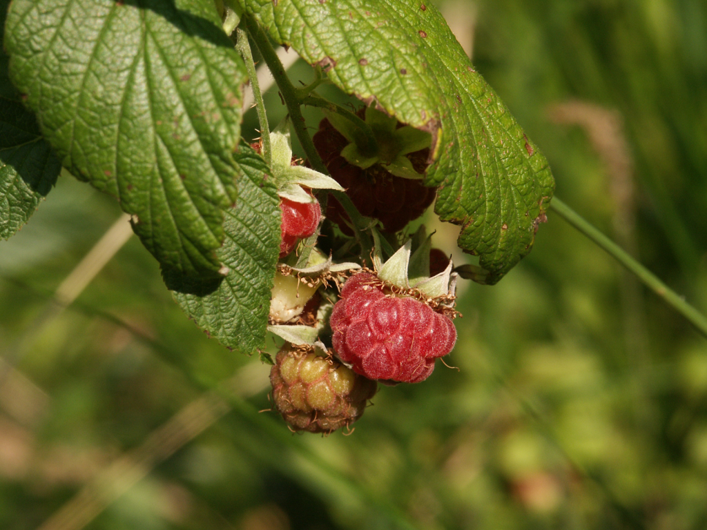 himbeere-rubus-idaeus-brocken-scivit