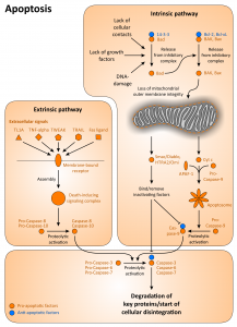 Apoptose