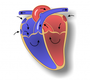 Anatomie des Herzen