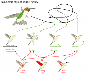 Wie fliegen Kolibris?