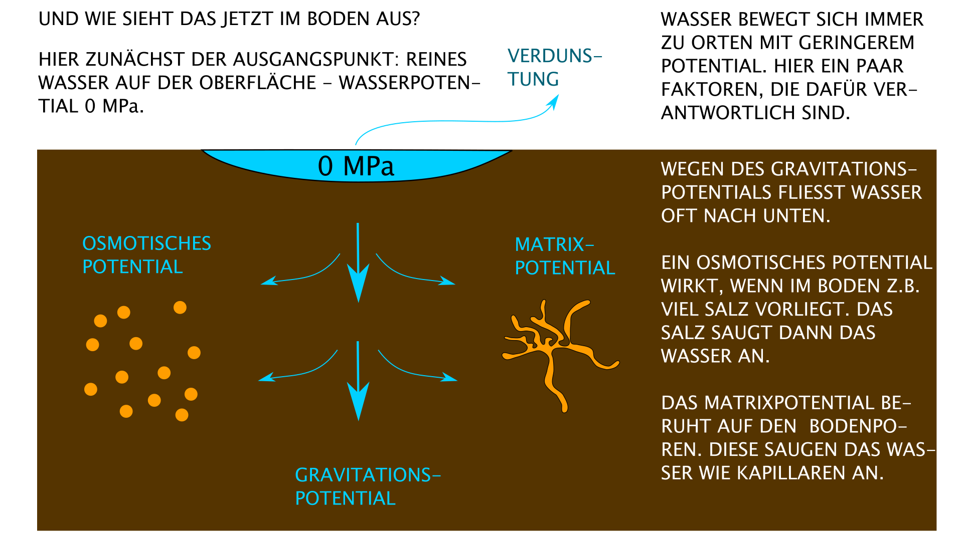 Gravitationspotential, osmotisches Potential, Matrixpotential