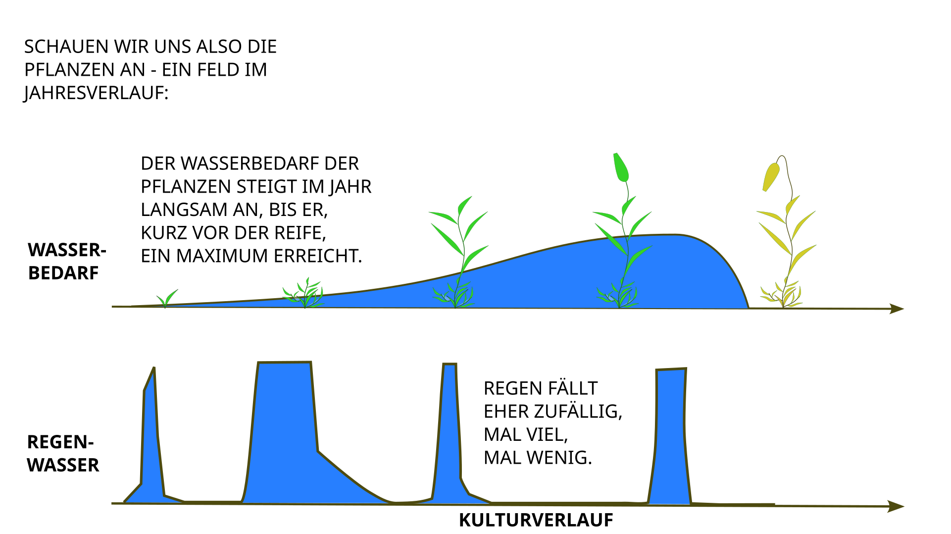 Wasserbedarf der Pflanzen