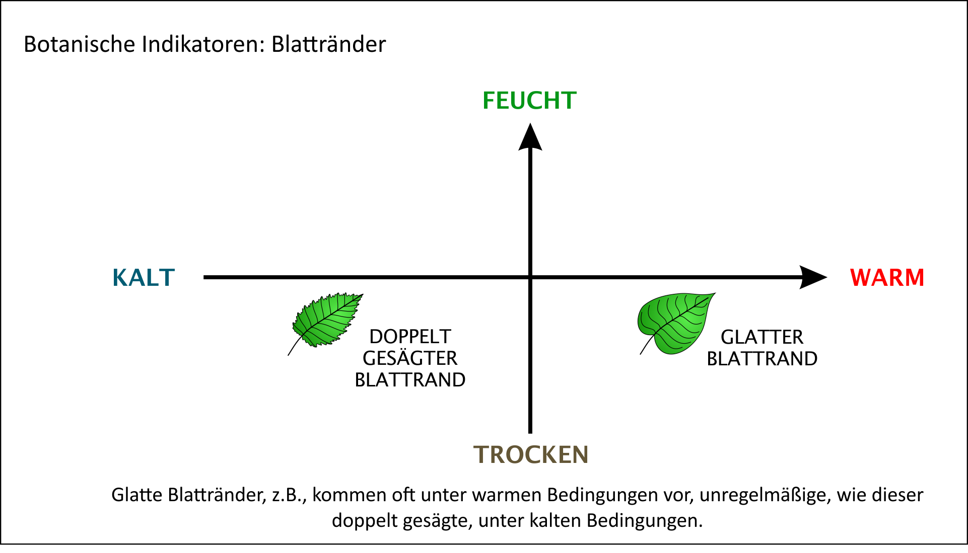 Blattränder als biologische Indikatoren für warmes/kaltes Klima