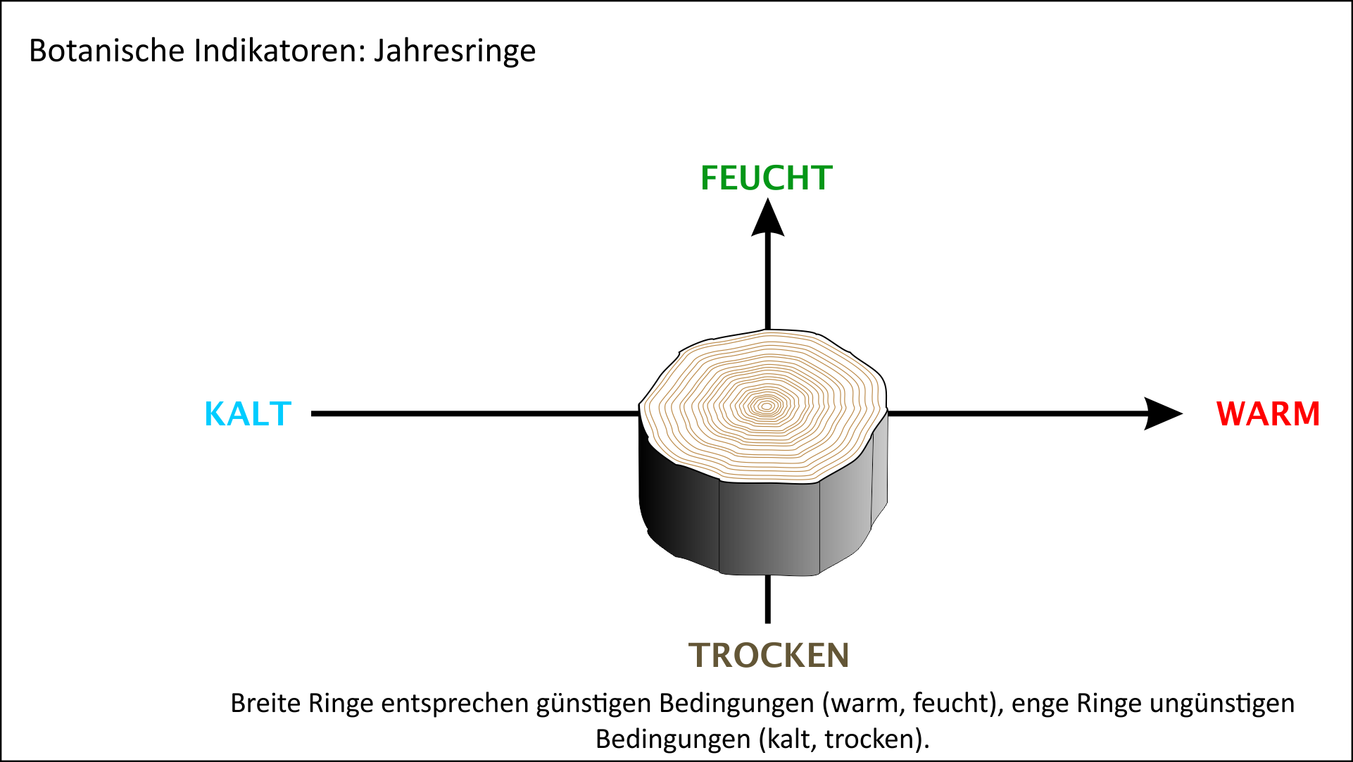 Baumringe als biologische Indikatoren