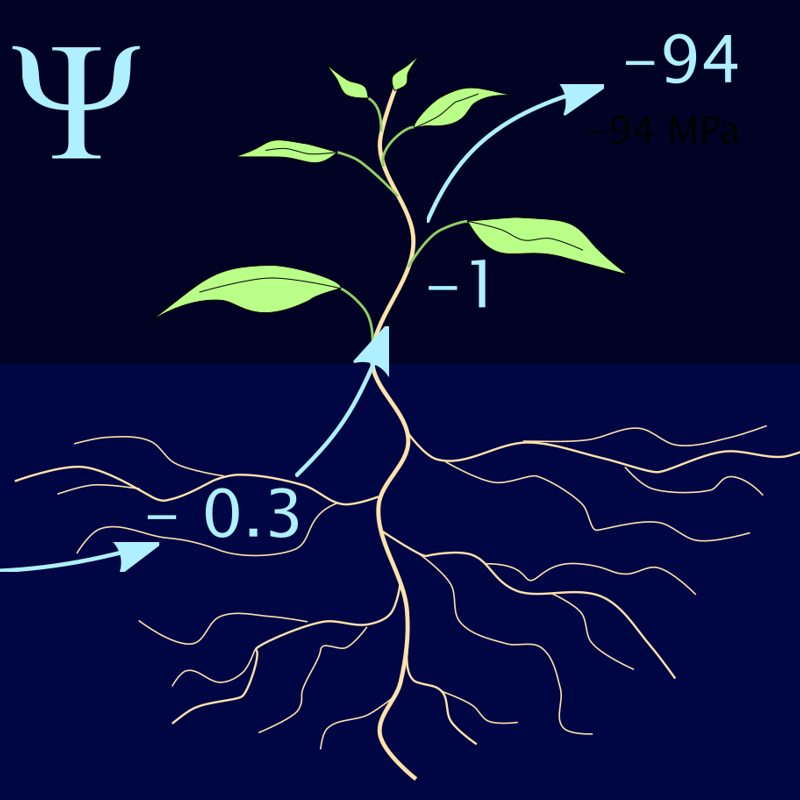 Titel Wasserpotential